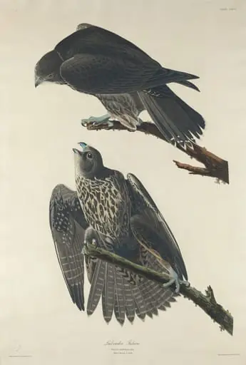 Labrador Falcon, by Robert Havell Jr.