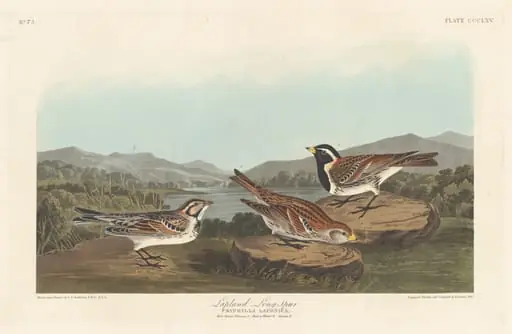 Lapland Longspur, by Robert Havell Jr.