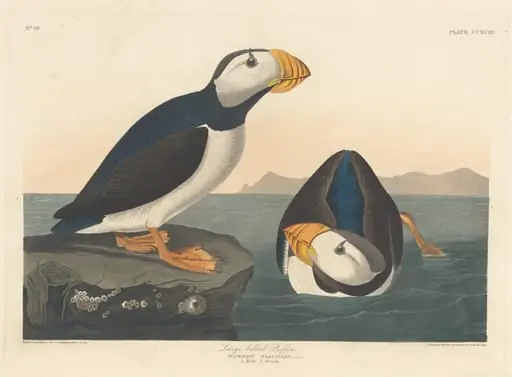 Large-billed Puffin, by Robert Havell Jr.