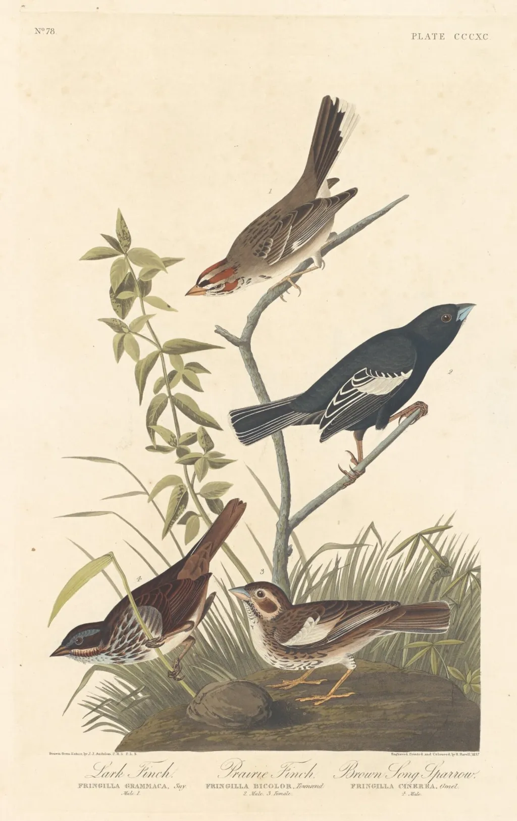 Lark Finch, Prairie Finch and Brown Song Sparrow, by Robert Havell Jr., ink, 1837