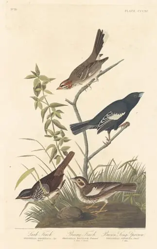 Lark Finch, Prairie Finch and Brown Song Sparrow, by Robert Havell Jr.