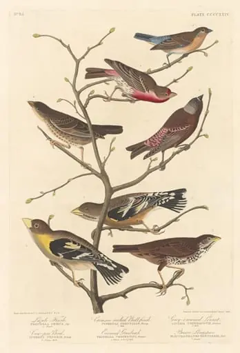 Lazuli Finch, by Robert Havell Jr.