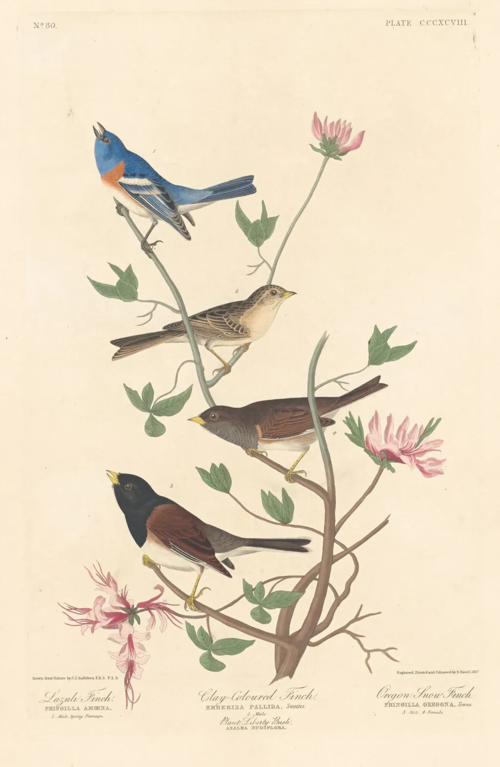 Lazuli Finch, Clay-colored Finch and Oregon Snow Finch, by Robert Havell Jr., ink, 1837