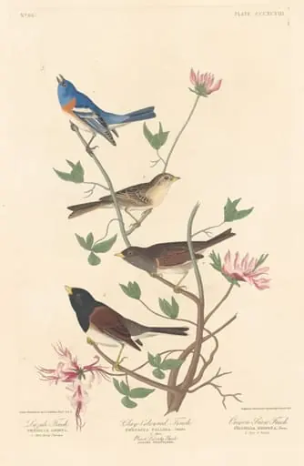 Lazuli Finch, Clay-colored Finch and Oregon Snow Finch, by Robert Havell Jr.