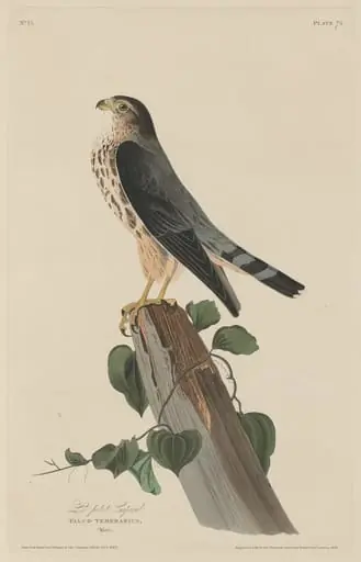 Le Petit Caporal, by Robert Havell Jr.