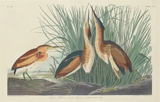 Least Bittern, by Robert Havell Jr.