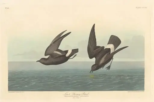 Least Stormy Petrel, by Robert Havell Jr.
