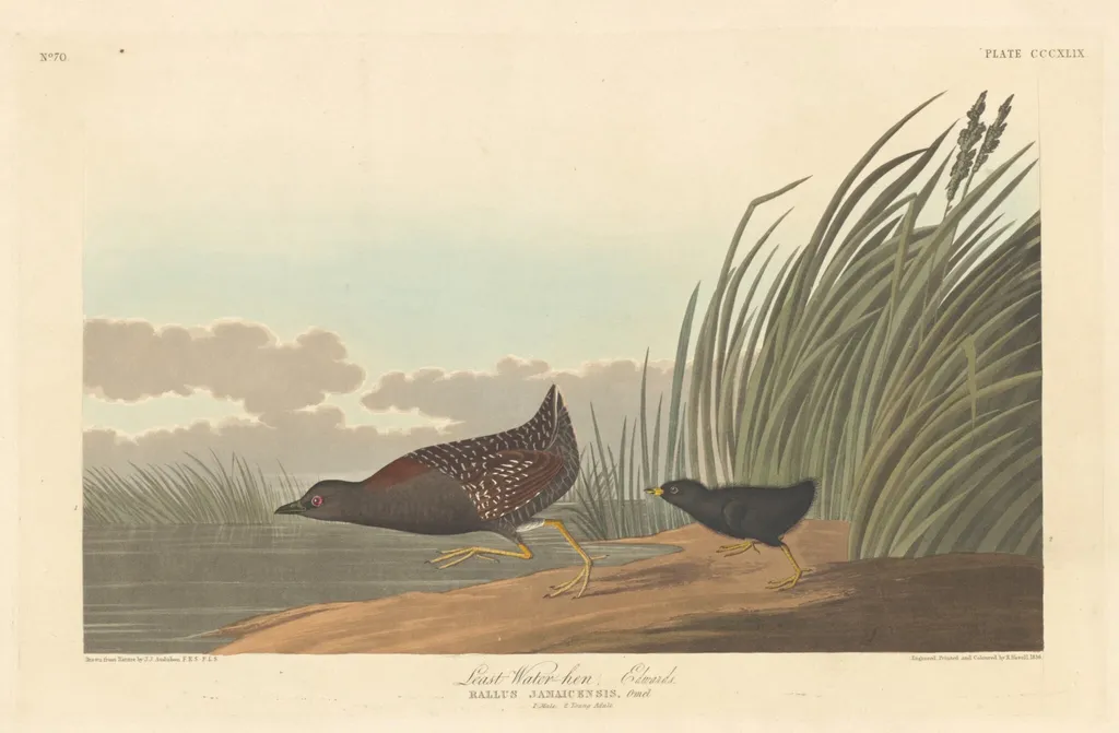 Least Water-hen, by Robert Havell Jr., ink, 1836