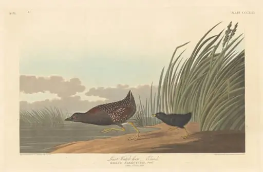 Least Water-hen, by Robert Havell Jr.