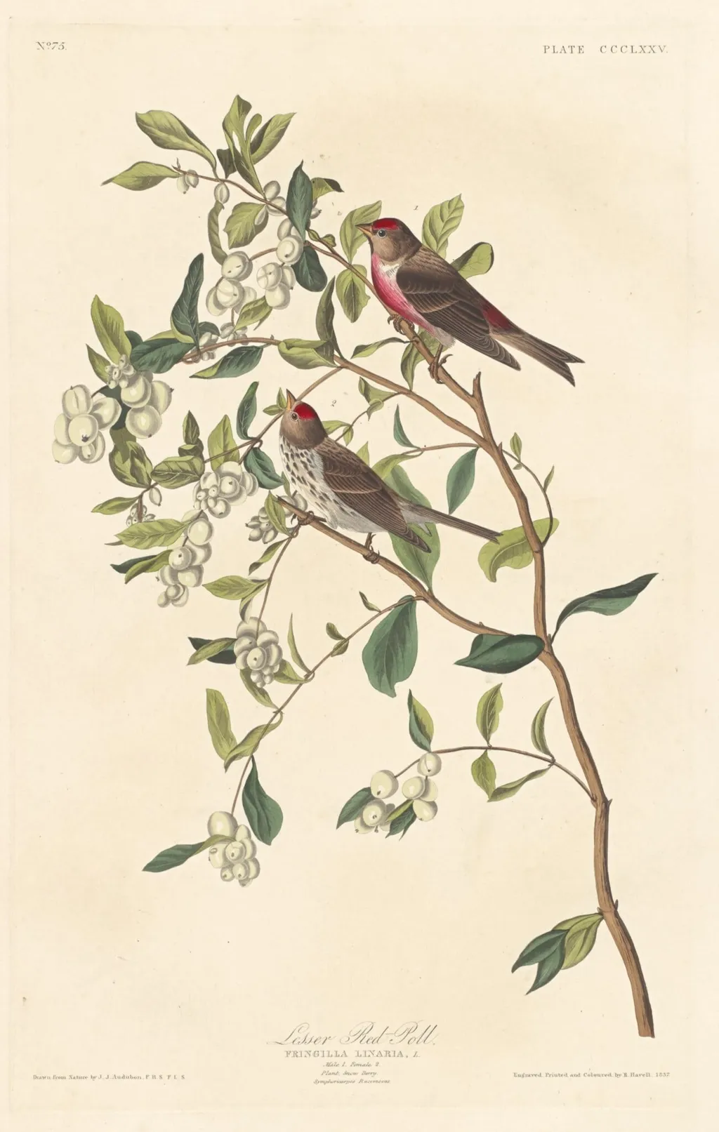 Lesser Red-poll, by Robert Havell Jr., ink, 1837