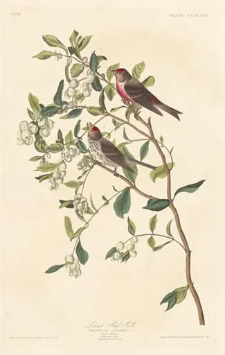 Lesser Red-poll, by Robert Havell Jr.