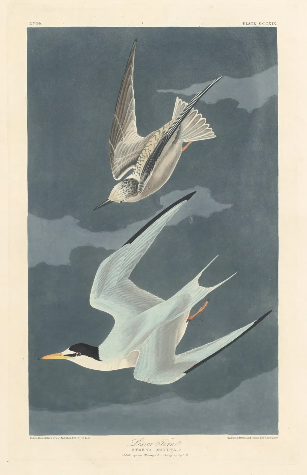 Lesser Tern, by Robert Havell Jr., ink, 1836