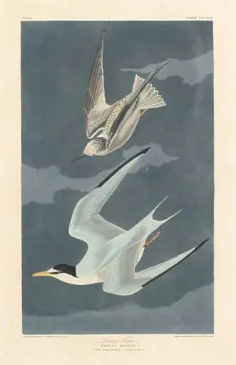 Lesser Tern, by Robert Havell Jr.