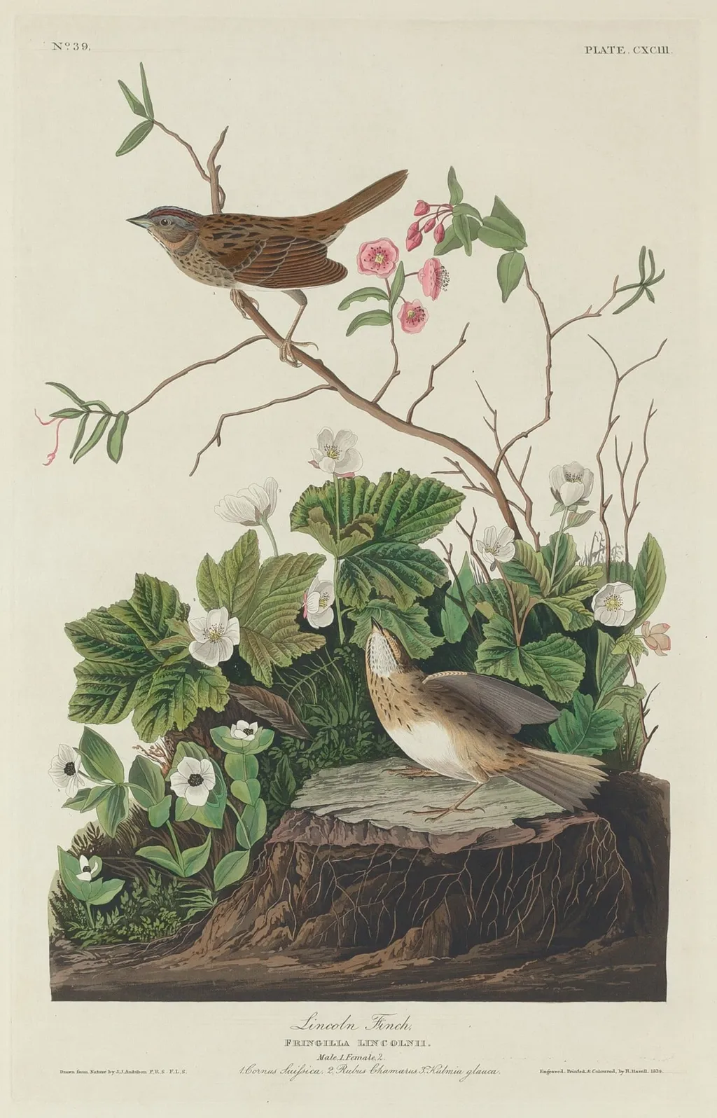 Lincoln Finch, by Robert Havell Jr., ink, 1834