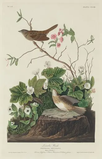 Lincoln Finch, by Robert Havell Jr.