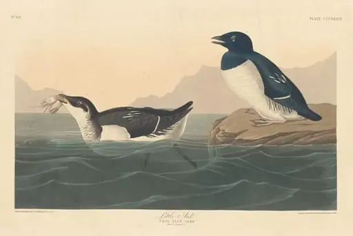 Little Auk, by Robert Havell Jr.