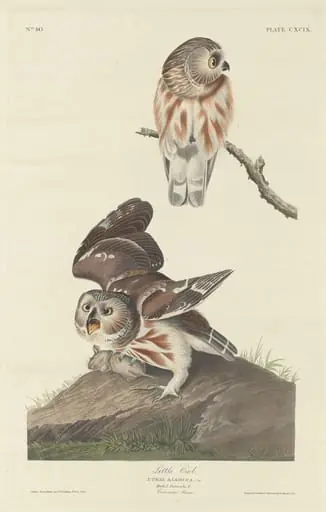 Little Owl, by Robert Havell Jr.