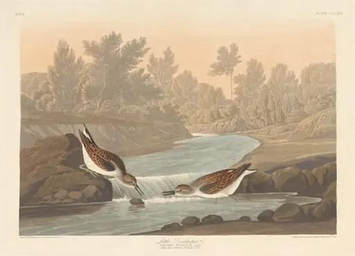 Little Sandpiper, by Robert Havell Jr.