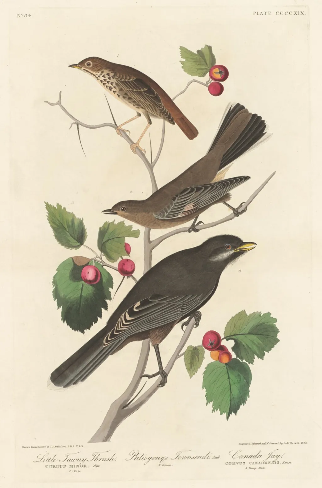 Little Tawny Thrush, by Robert Havell Jr., ink, 1838