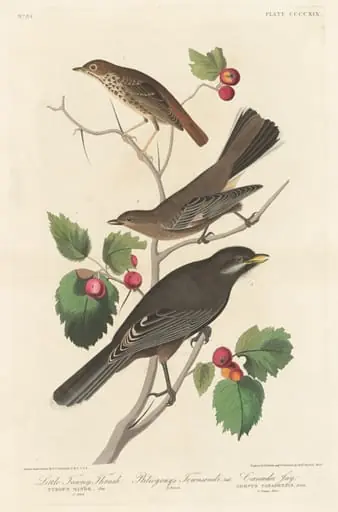 Little Tawny Thrush, by Robert Havell Jr.