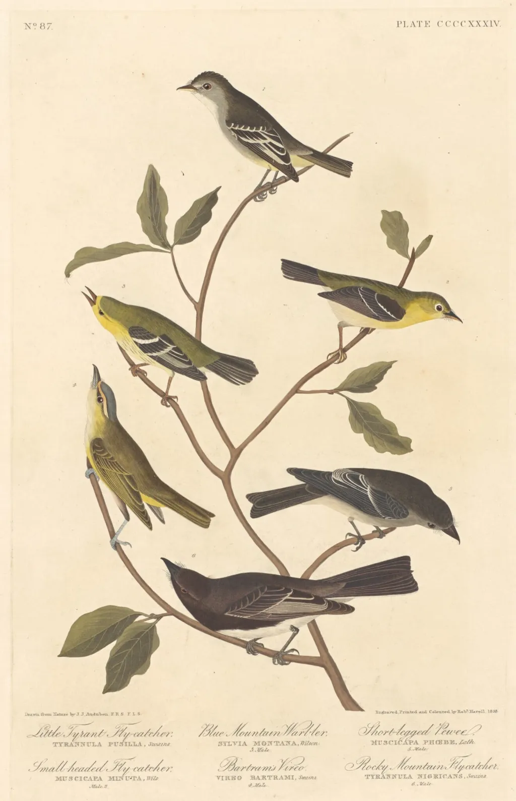 Little Tyrant Flycatcher, Small-Headed Flycatcher, Blue Mountain Warbler, Bartram's Vireo, Short-Legged Pewee, and Rocky Mountain Flycatcher, by Robert Havell Jr., ink, 1838