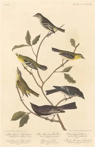 Little Tyrant Flycatcher, Small-Headed Flycatcher, Blue Mountain Warbler, Bartram's Vireo, Short-Legged Pewee, and Rocky Mountain Flycatcher, by Robert Havell Jr.
