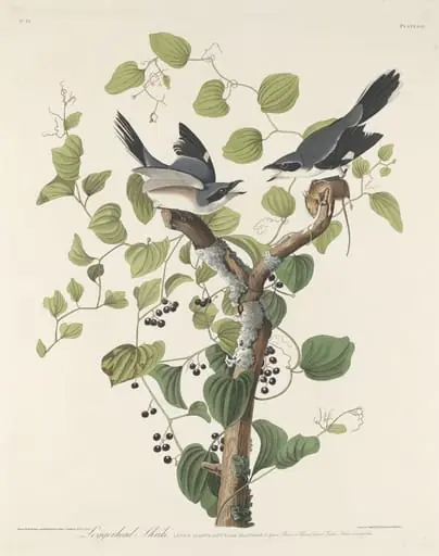 Loggerhead Shrike, by Robert Havell Jr.