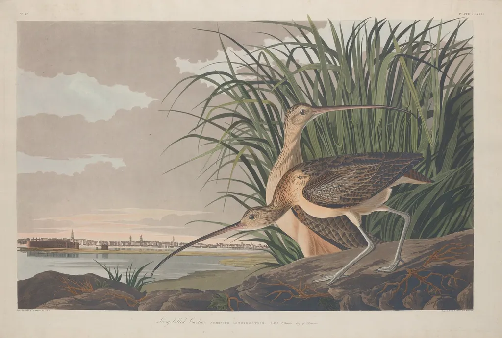 Long-billed Curlew, by Robert Havell Jr., ink, 1834