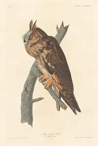 Long-eared Owl, by Robert Havell Jr.