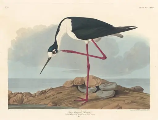 Long-legged Avocet, by Robert Havell Jr.