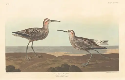 Long-legged Sandpiper, by Robert Havell Jr.
