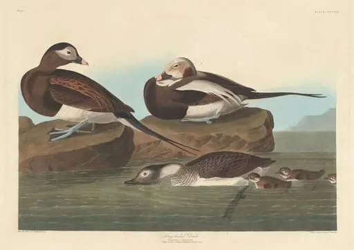 Long-tailed Duck, by Robert Havell Jr.