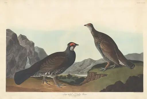 Long-tailed or Dusky Grous, by Robert Havell Jr.