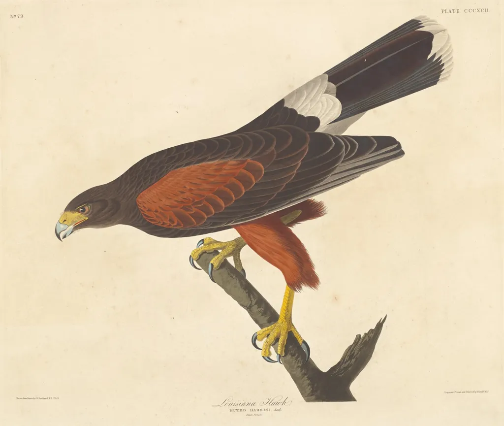 Louisiana Hawk, by Robert Havell Jr., ink, 1837