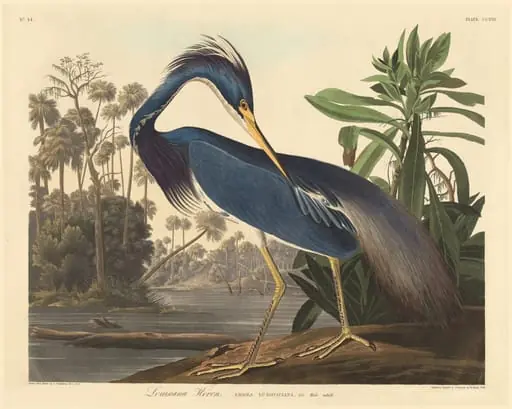 Louisiana Heron, by Robert Havell Jr.
