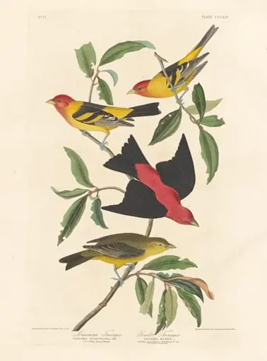 Louisiana Tanager and Scarlet Tanager, by Robert Havell Jr.