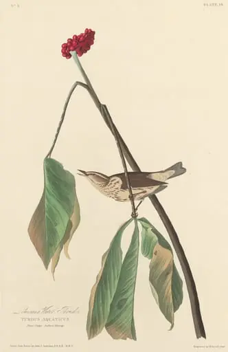 Louisiana Water Thrush, by Robert Havell Jr.