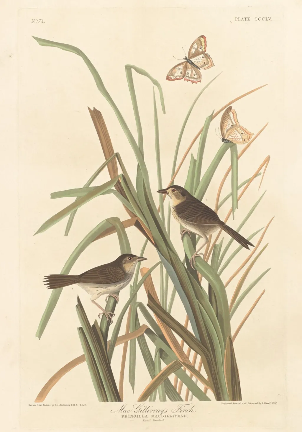 MacGillivray's Finch, by Robert Havell Jr., ink, 1837