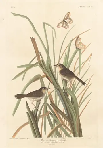 MacGillivray's Finch, by Robert Havell Jr.