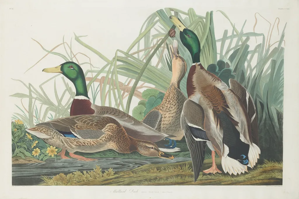 Mallard Duck, by Robert Havell Jr., ink, 1834
