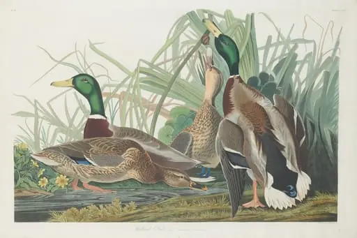 Mallard Duck, by Robert Havell Jr.