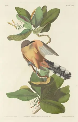 Mangrove Cuckoo, by Robert Havell Jr.