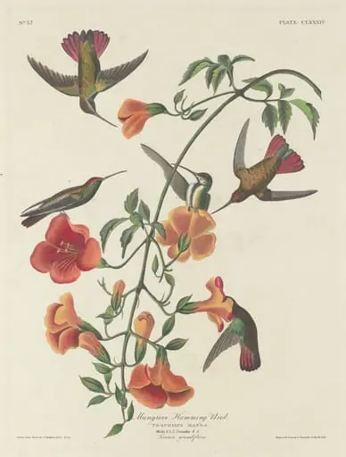 Mangrove Humming Bird, by Robert Havell Jr.