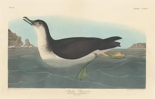 Manks Shearwater, by Robert Havell Jr.