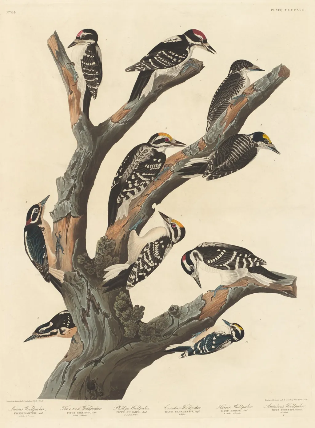 Maria's Woodpecker, by Robert Havell Jr., ink, 1838