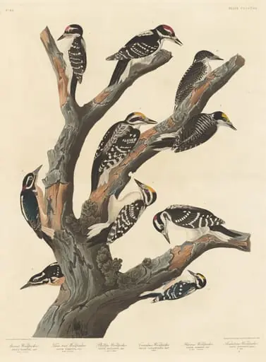 Maria's Woodpecker, by Robert Havell Jr.