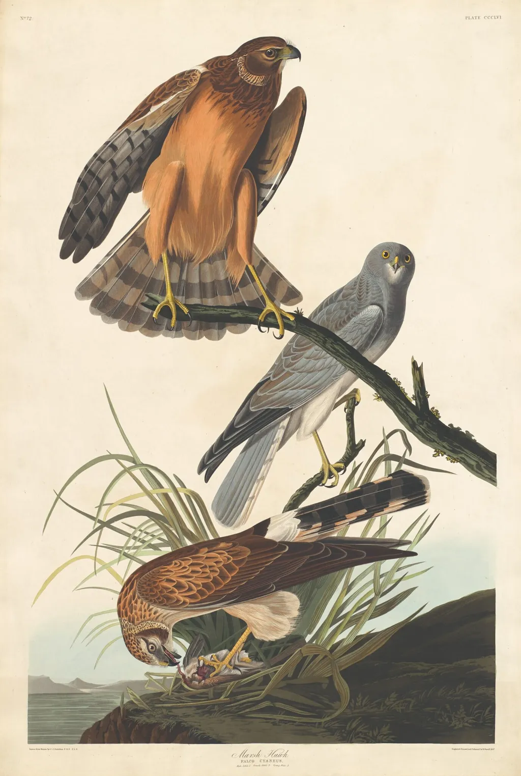 Marsh Hawk, by Robert Havell Jr., ink, 1837