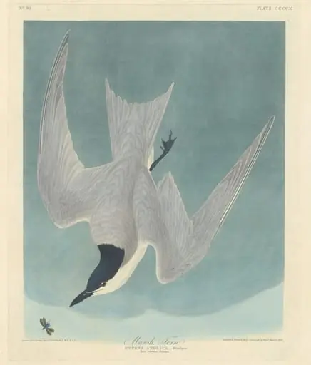 Marsh Tern, by Robert Havell Jr.