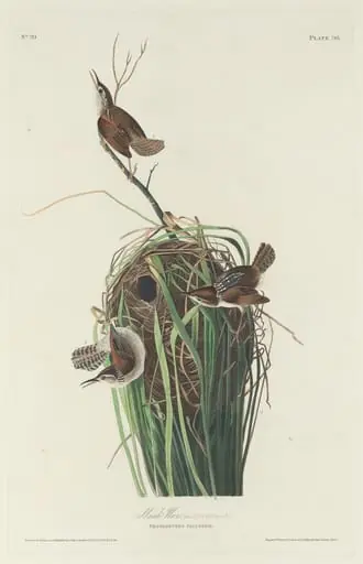 Marsh Wren, by Robert Havell Jr.