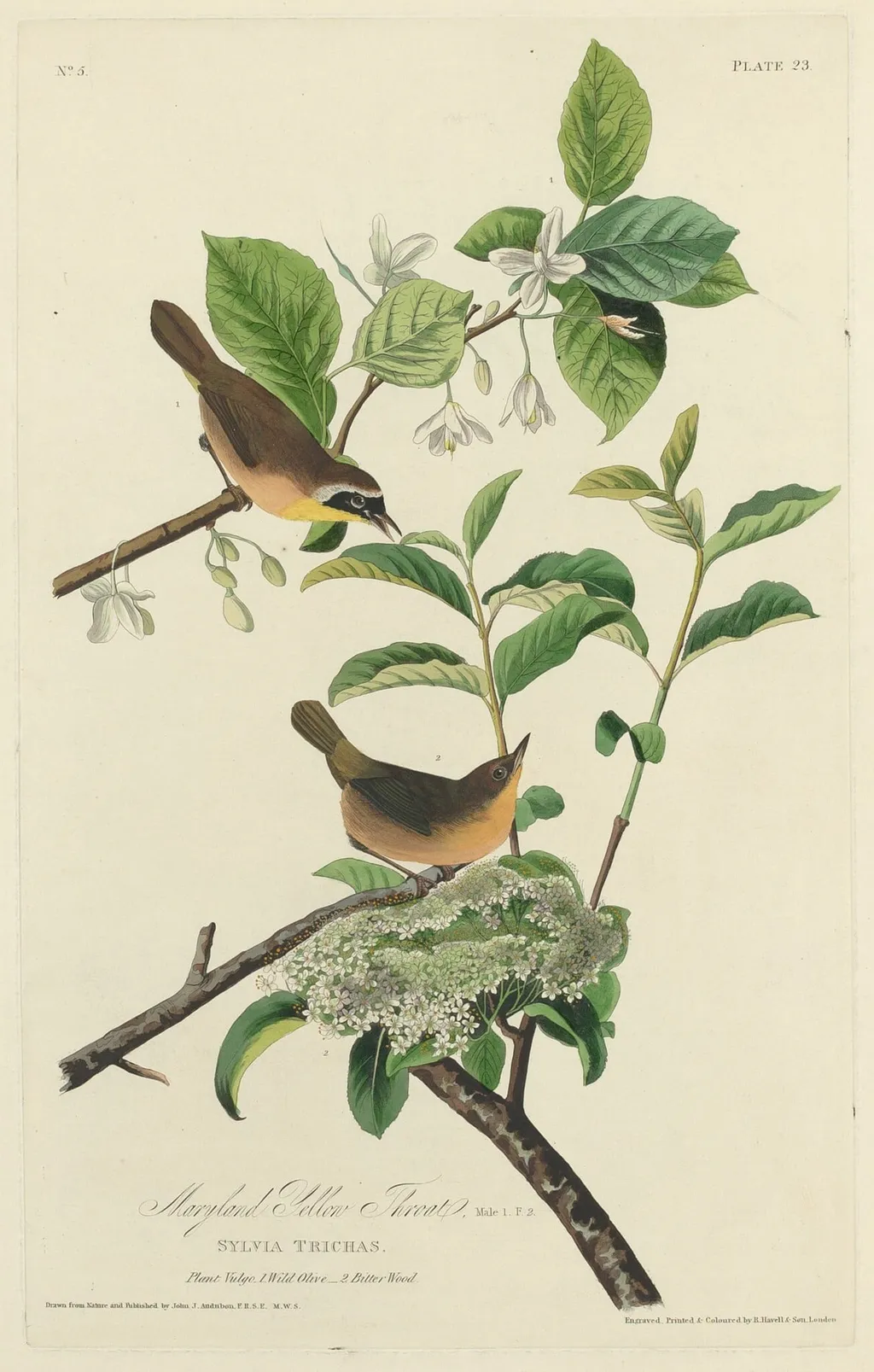 Maryland Yellow Throat, by Robert Havell Jr., ink, 1827